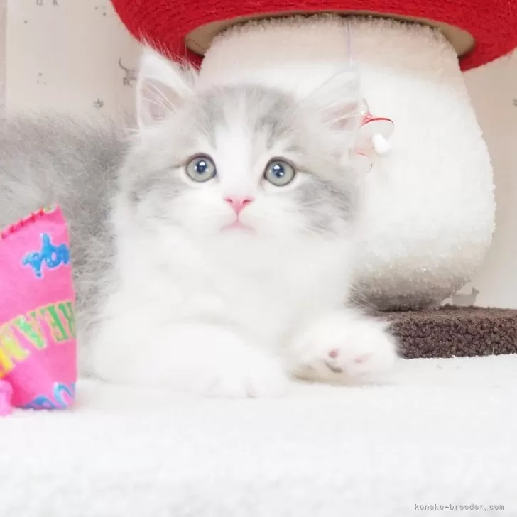うさぎ 様のお迎えした子猫