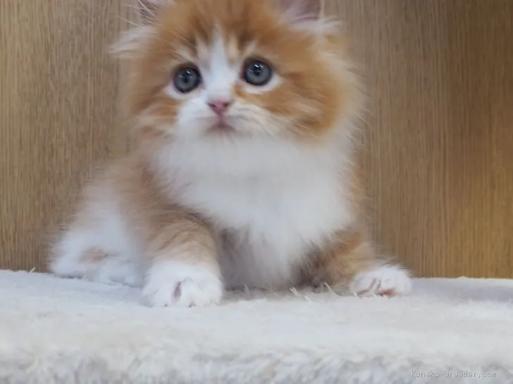 ID：2101-00145の子猫