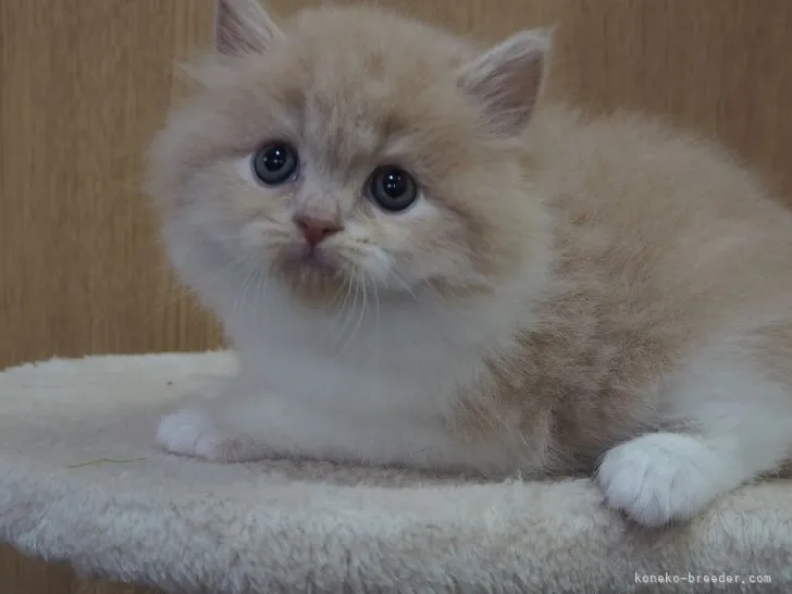 びーだま 様のお迎えした子猫