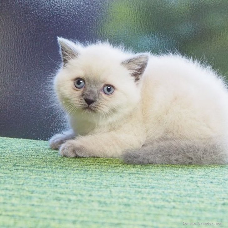 テゾーロ　y.u 様のお迎えした子猫