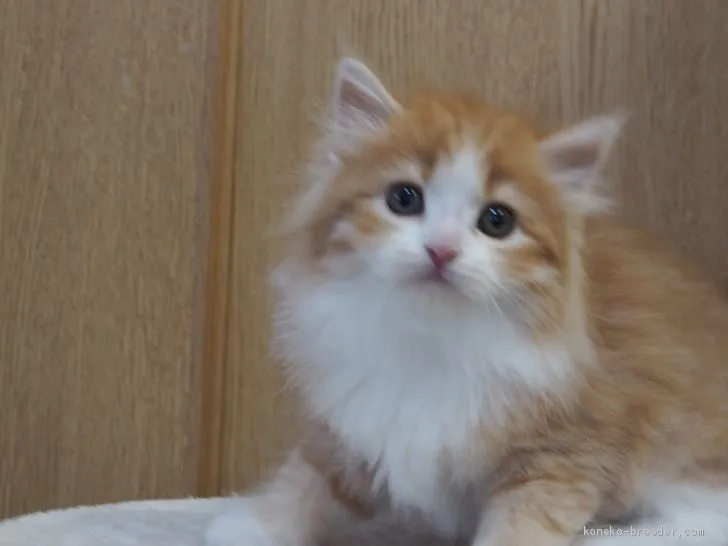 ID:2101-00148の子猫