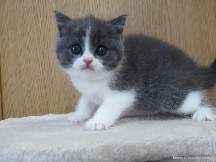 ID：2109-02613の子猫
