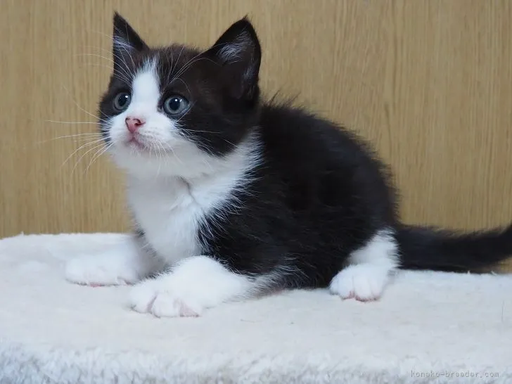 ID：2205-03531の子猫