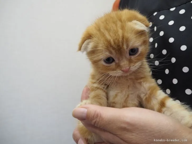 ID：1612-00411の子猫