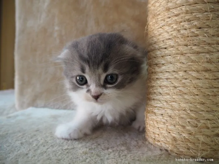 ID：1711-00844の子猫