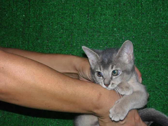 ID：1409-00224の子猫