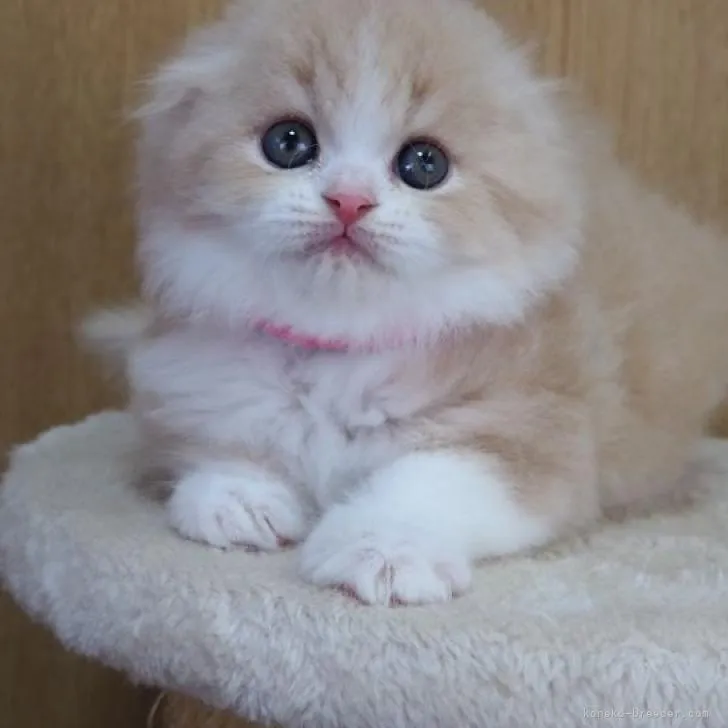 ID：2302-01560の子猫