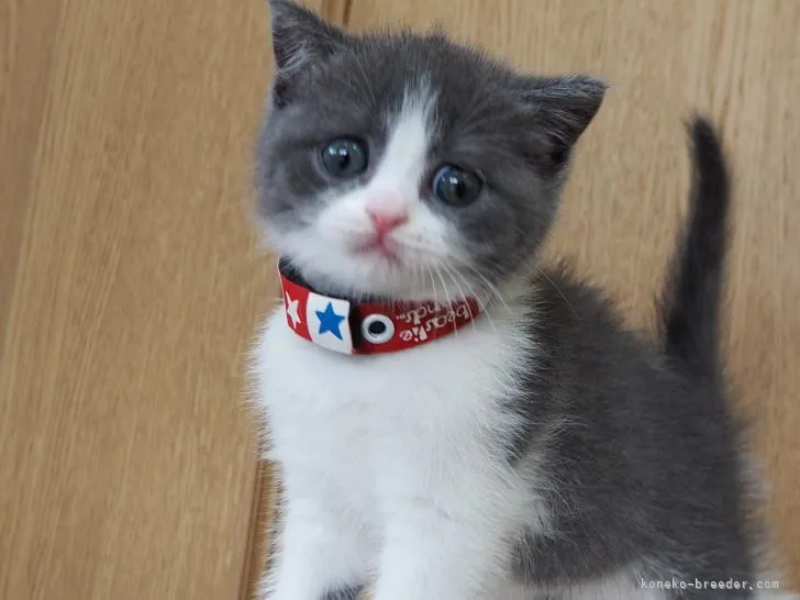 ID:2105-01824の子猫