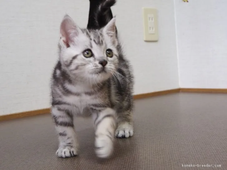 ID：1807-00511の子猫