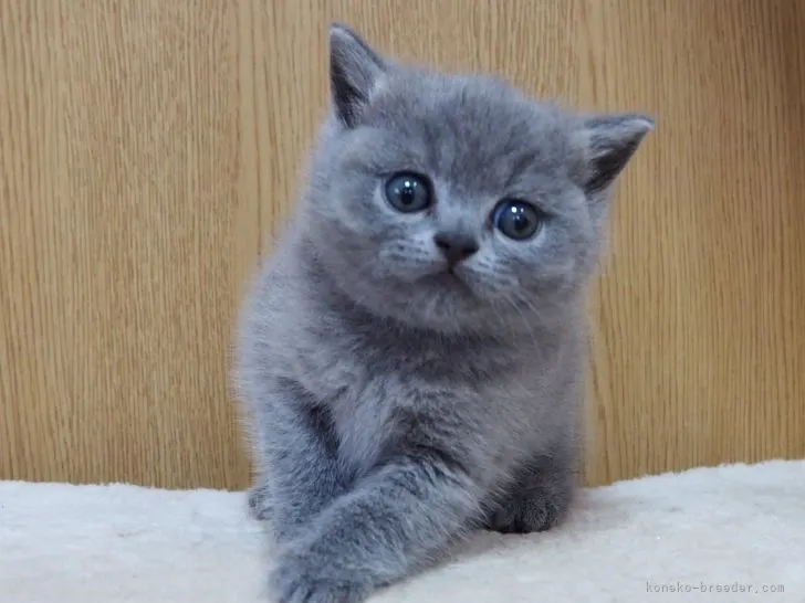 ID：2206-01676の子猫