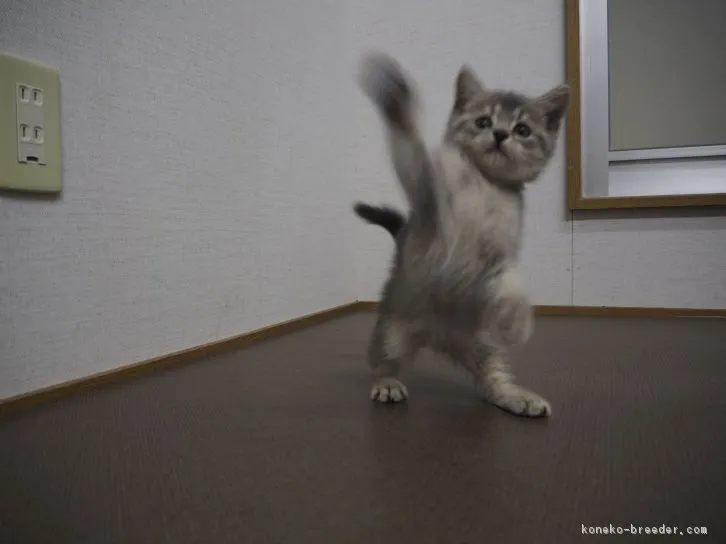 ID：1609-00157の子猫