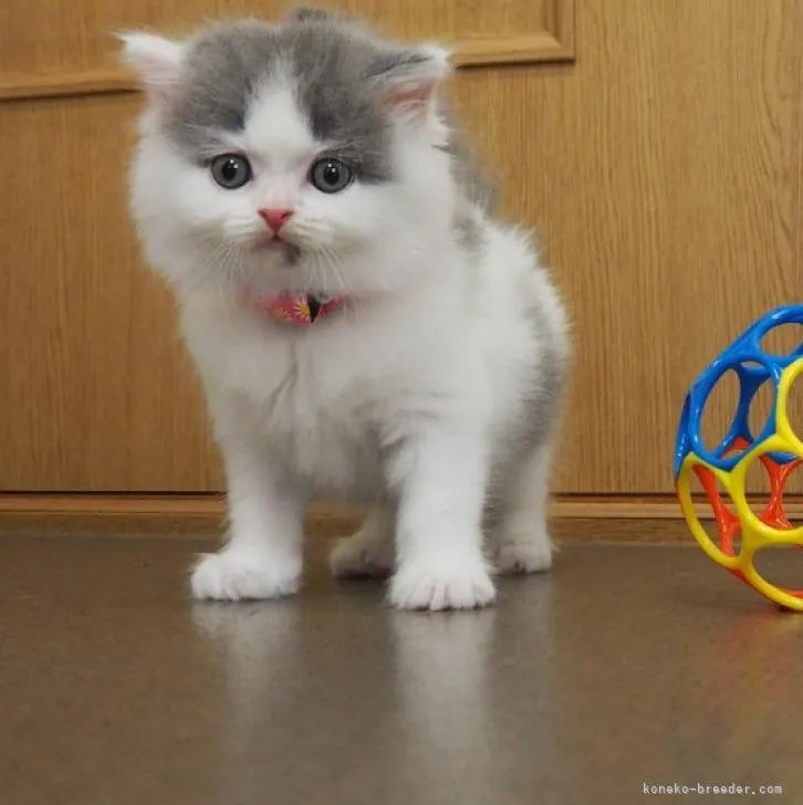 さと 様のお迎えした子猫