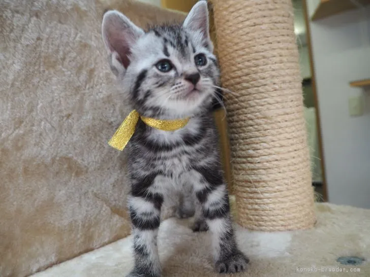 やすひろ 様のお迎えした子猫