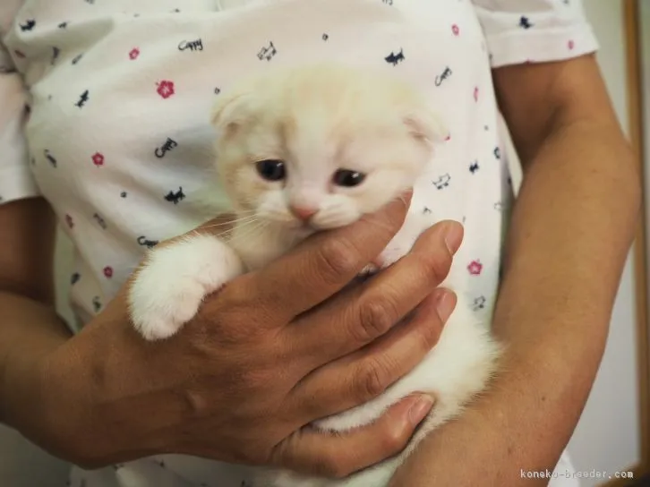 ID：1606-00073の子猫