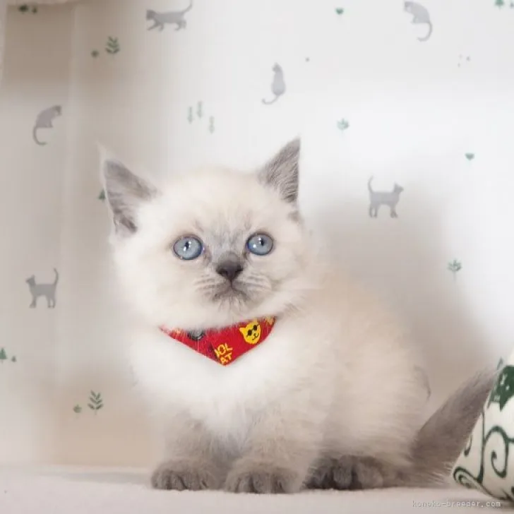 ID:2310-02874の子猫