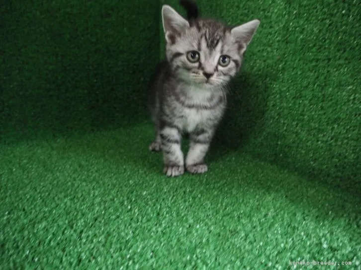 ディズニー 様のお迎えした子猫