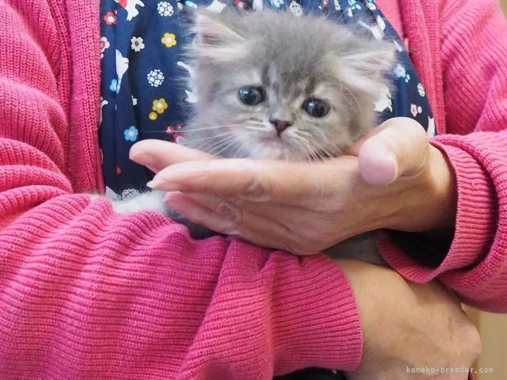 ID:2111-02353の子猫
