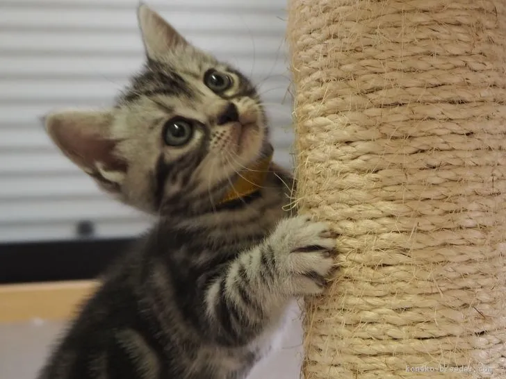 ナなっく 様のお迎えした子猫