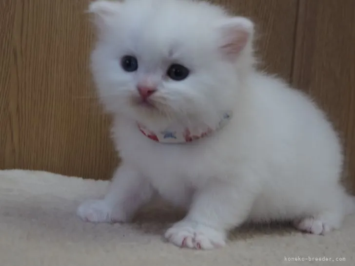ゅん 様のお迎えした子猫