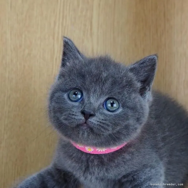 ID:2301-01333の子猫
