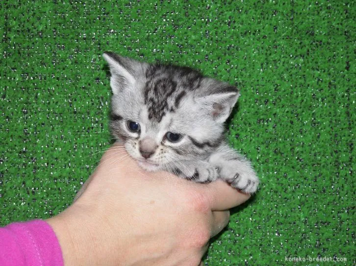 FUKU 様のお迎えした子猫