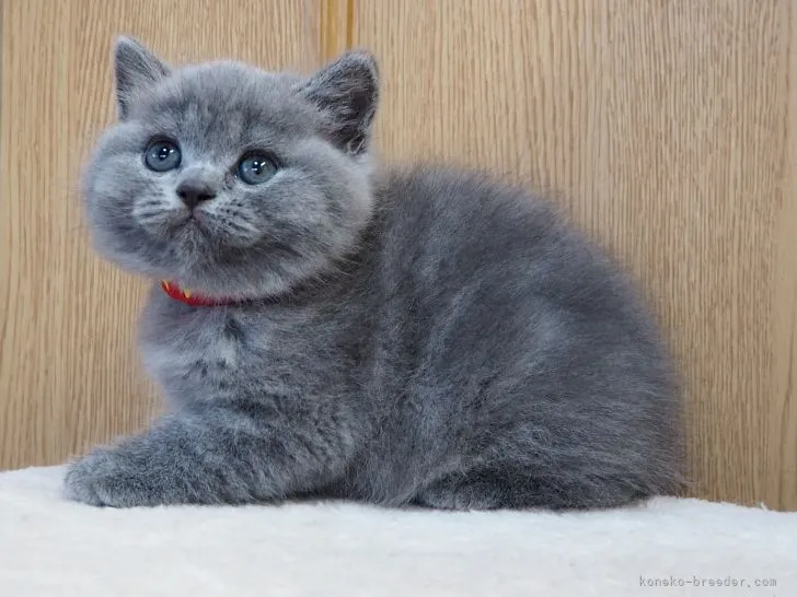 ID：2202-01192の子猫