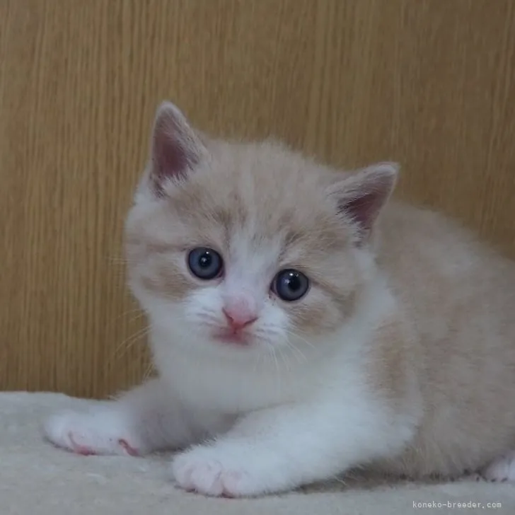 ID:2306-02342の子猫
