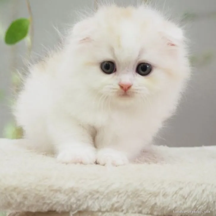 ID:2309-01571の子猫