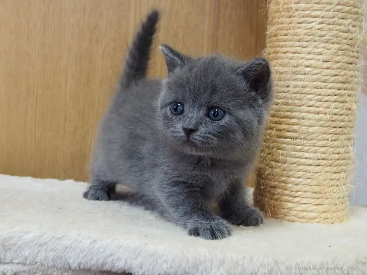 ID：2205-01039の子猫