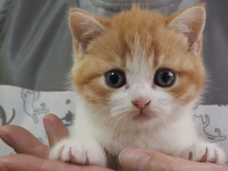 中峯　宏 様のお迎えした子猫