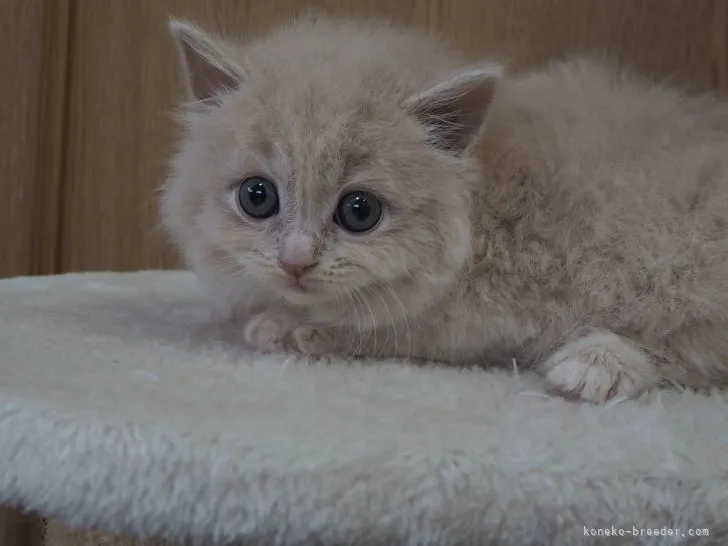 ID：2105-01555の子猫