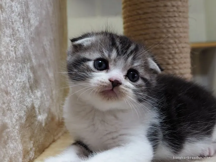 ID：1704-00273の子猫