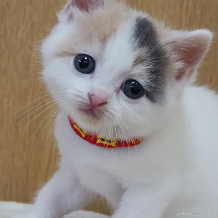 ET 様のお迎えした子猫