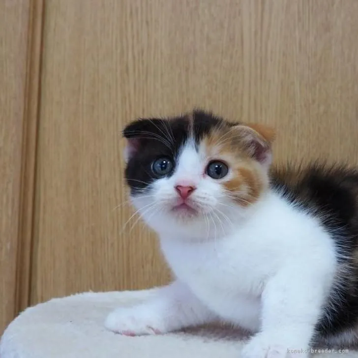 ID：2210-00096の子猫