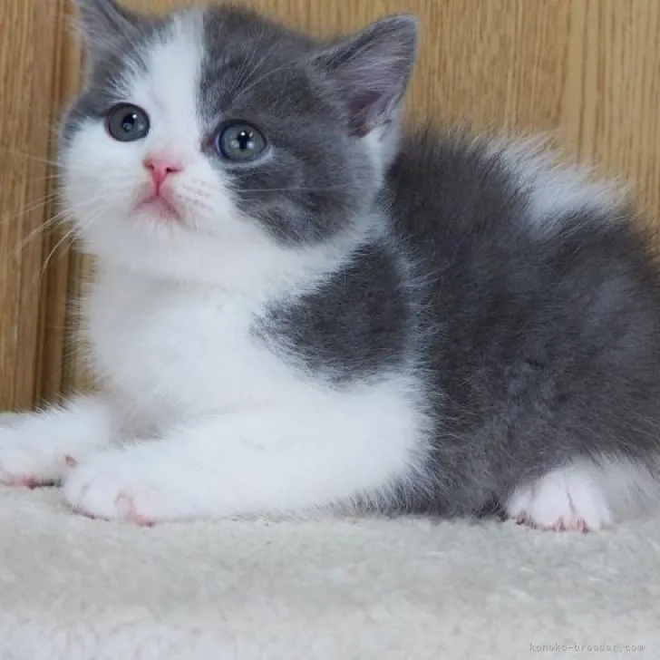 ID:2212-01281の子猫