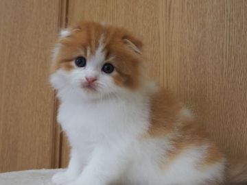 スコティッシュフォールド(折れ耳)【三重県・女の子・2022年4月3日・レッドタビー&ホワイト】の写真「人懐こい女の子　足短めです」