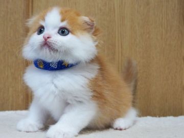 スコティッシュフォールド(折れ耳)【三重県・男の子・2022年4月12日・レッドタビー&ホワイト（ロングヘアー）】の写真「丸顔、モフモフ、綺麗な男の子」