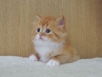 スコティッシュフォールド(立ち耳)【三重県・女の子・2022年4月3日・レッドタビー&ホワイト】の写真「人懐こい女の子　足短めです」
