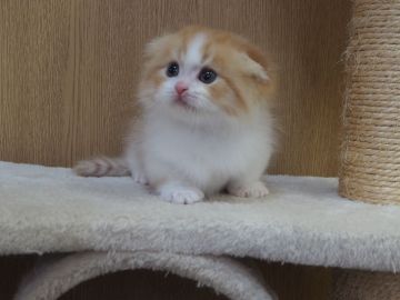 スコティッシュフォールド(折れ耳)【三重県・男の子・2021年11月12日・レッドタビー&ホワイト（ロングヘアー）】の写真「ハチワレの男の子」