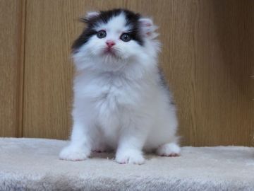 スコティッシュフォールド(折れ耳)【三重県・男の子・2022年4月3日・ブラック&ホワイト】の写真「綺麗なたち耳の男の子」
