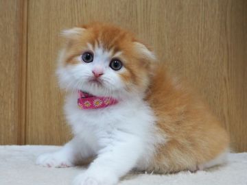 スコティッシュフォールド(折れ耳)【三重県・女の子・2022年4月12日・レッドタビー&ホワイト（ロングヘアー）】の写真「丸顔、モフモフ、綺麗な女の子」