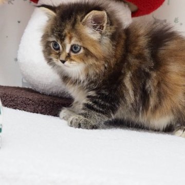 サイベリアン【三重県・女の子・2024年1月20日・ブラウンパッチドタビー（ロングヘアー）】の写真「体格、性格、お顔全て良し」