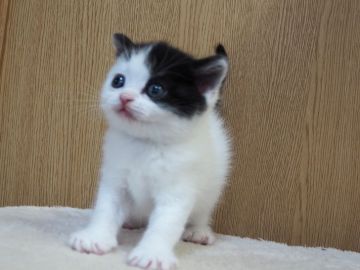 スコティッシュフォールド(立ち耳)【三重県・男の子・2021年11月4日・ブラックスモーク&ホワイト】の写真「たち耳の男の子」