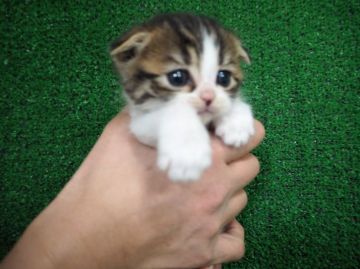 スコティッシュフォールド【三重県・男の子・2015年12月4日・ブラウンタビー&ホワイト】の写真「丸いお顔,遊ぶのが大好きな男の子」