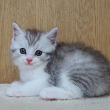 スコティッシュフォールド(立ち耳)【三重県・男の子・2022年6月2日・シルバータビー&ホワイト】の写真「丸顔、たち耳、綺麗な子です」