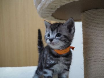 アメリカンショートヘア【三重県・女の子・2018年3月10日・シルバータビー】の写真「父親ＩＣＣダブルチャンピオン　よく遊ぶ子です」