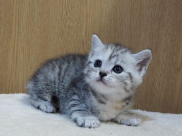 スコティッシュフォールド(立ち耳)【三重県・女の子・2021年10月31日・シルバーパッチドタビー】の写真「可愛いです」