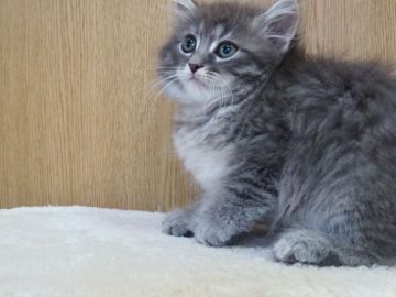 サイベリアン【三重県・男の子・2022年2月3日・ブルータビー】の写真「人懐こい男の子」