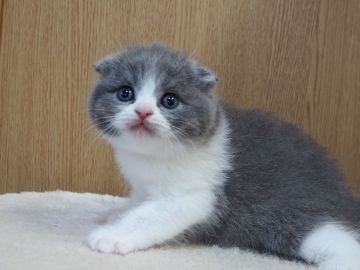 スコティッシュフォールド(折れ耳)【三重県・女の子・2021年11月4日・ブルー&ホワイト】の写真「まんまるお顔、折れ耳、ハチワレの綺麗な子」