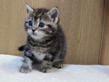 スコティッシュフォールド(立ち耳)【三重県・男の子・2021年10月31日・ブラウンタビー】の写真「綺麗すぎるブラウンタビー」